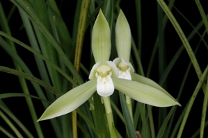 Cymbidium goeringii fma. album New Moon AM/AOS 82 pts.